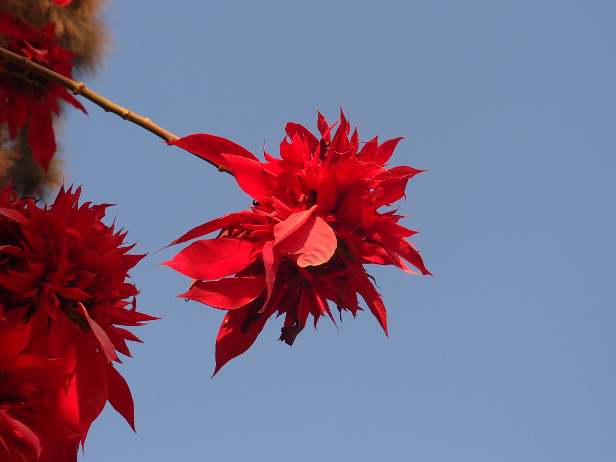 2018-01-22 14 Uhr - Kopan Monastary (Foto) 